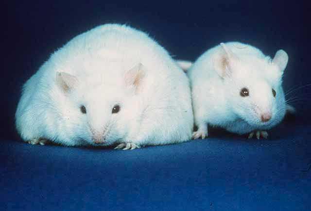 Tarmfloraens kraft: Smittsom overvekt Økning i kroppsfett (%) Overvektige mus hadde en annen