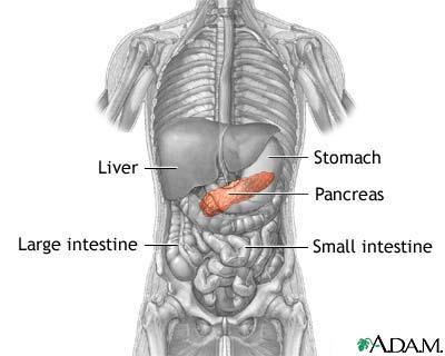 Pankreas - bukspyttkjertelen Kjertel som ligger på tvers bak magesekken. Har både en endokrin og eksokrin sekresjon. Endokrin del Produserer hormoner; insulin og glukagon.