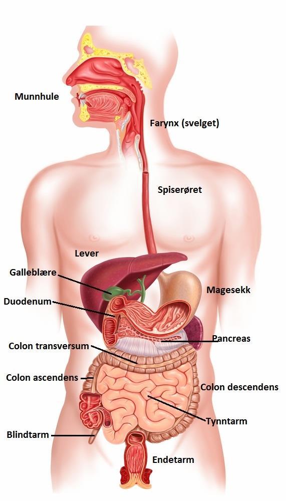 Fordøyelsessystemet Gastrointestiale (GI) system Fordøyelsekanal: Munnhule og svelg Spiserør Magesekk Tynntarm Tykktarm Endetarm Organer involvert i fordøyelse: Bukspyttkjertel (Pancreas) Lever