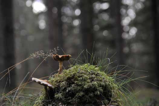 ILSENGSTIENE - en opplevelse rikere Ute i naturen puster vi friere og legger merke til detaljene omkring oss.