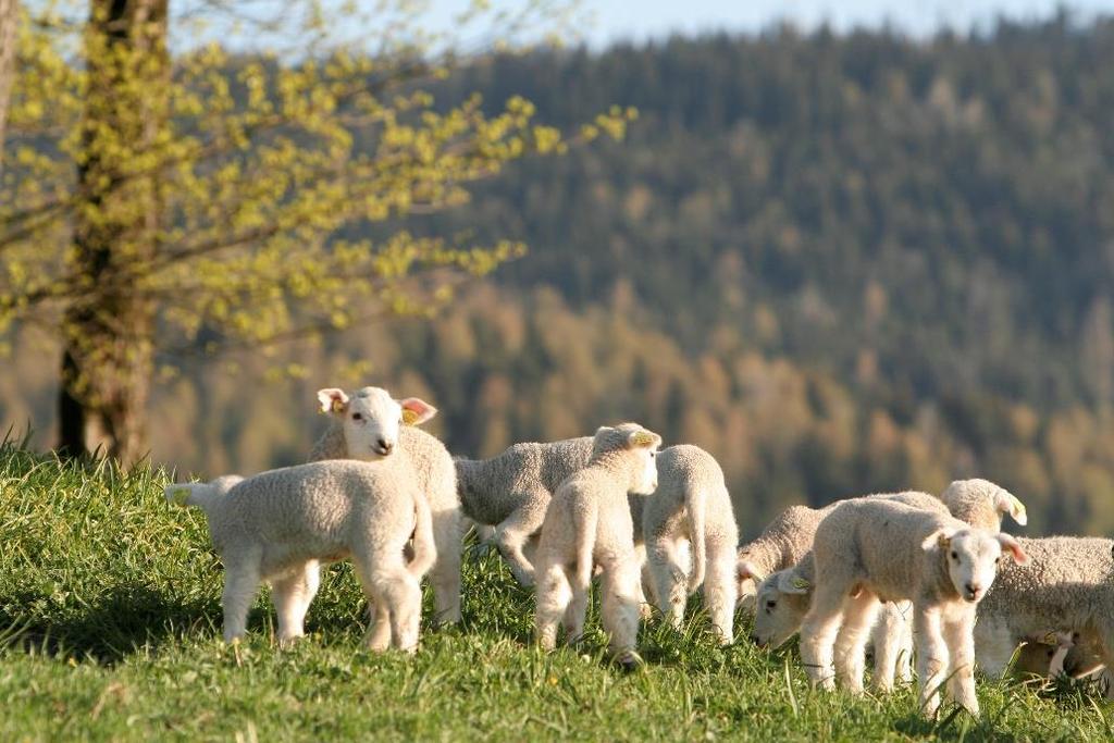 5 Håndtering av utbrudd Erfaringen er at det er vanskelig å håndtere selve utbruddssituasjonen, og at «ingenting hjelper» når det har utviklet seg til et skikkelig utbrudd.