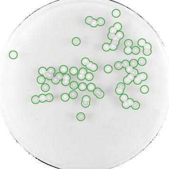 BEKJEMPE REKONTAMINERING Innkapsling av bakterier: Mepilex Border Flex frigir opptil 22 ganger færre bakterier enn