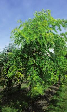 Robinia pseudoacacia