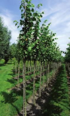 Tilia tomentosa