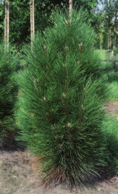 Pinus nigra Green Tower