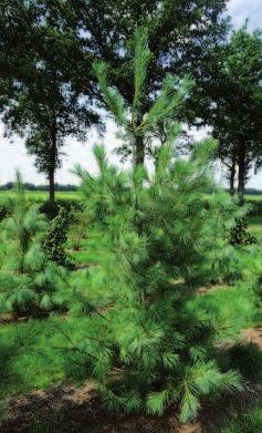 Pinus nigra nigra 125-150 10