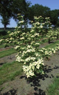 Cornus kousa Milky Way