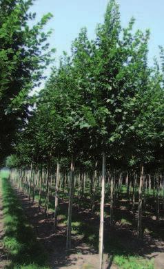 Carpinus betulus Beeckman