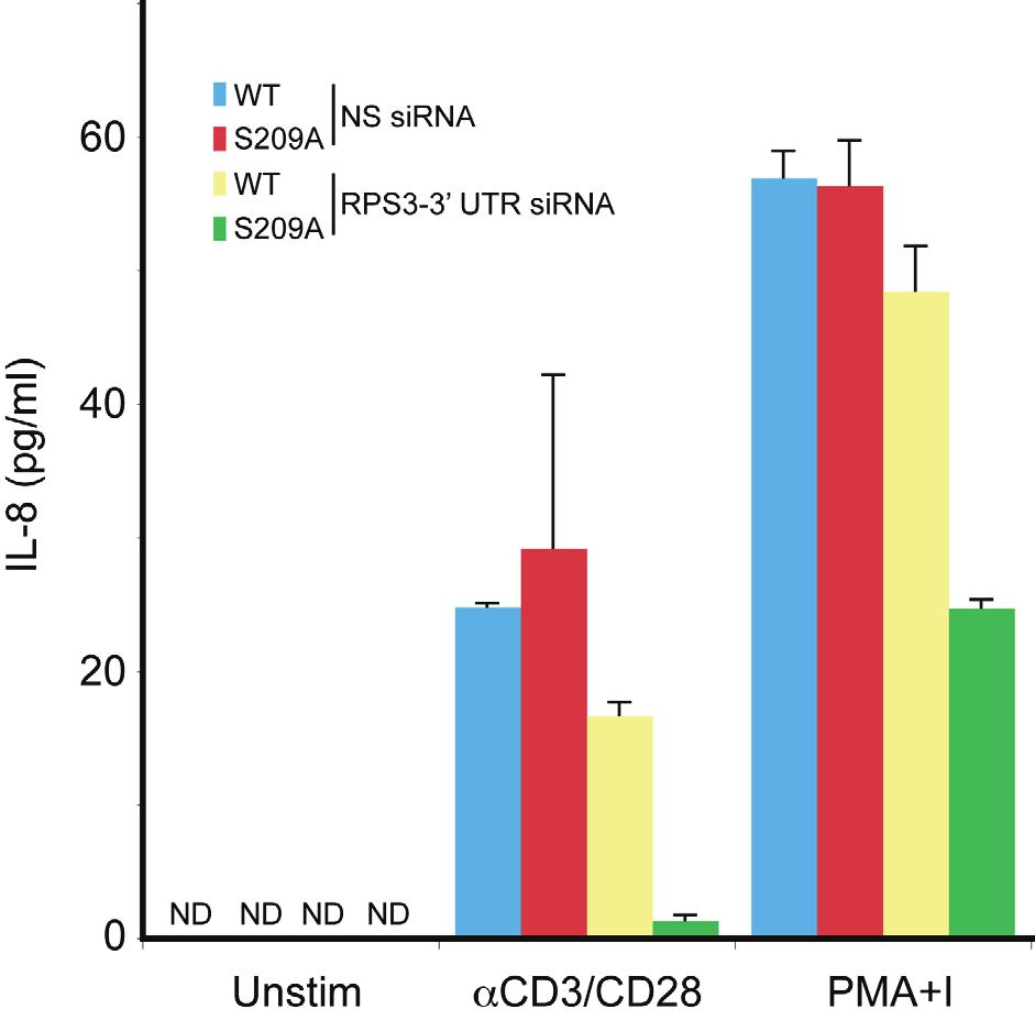 Supplementary Fig. 9 The S209A mutation of RPS3 does not attenuate the recruitment of endogenous p65 to the RPS3-independent CD25 B promoter.