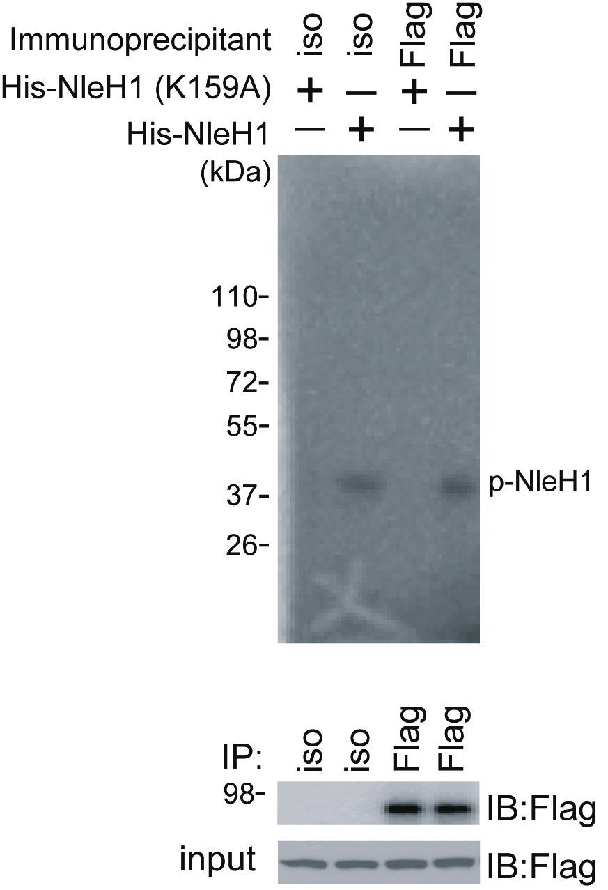 Supplementary Fig. 13 NleH1 does not phosphorylate IKK in vitro. HEK 293T cells were transfected with IKK (K44A)-Flag construct.