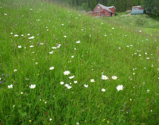 6 1 Slåttemark i Nord-Norge Tradisjonelle slåttemarker er naturenger i inn og utmark med ville plantearter, som har blitt slått for å skaffe vinterfôr til husdyra.