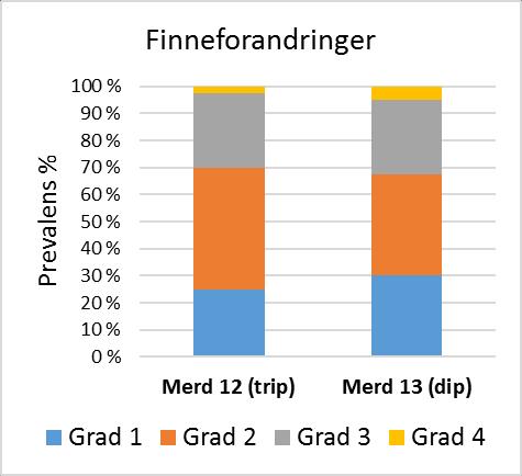 % av den triploide fisken, mens 5 % av den diploide. Hudforandringer ble funnet kun hos triploid fisk, da hos 7,5 % av fisken og grad 2 og 3.