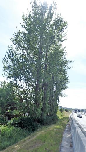 Mellom Bakkevollveien 23C og E 39 (bilde 14) er det plantet popler (balsampoppel) og snøbær