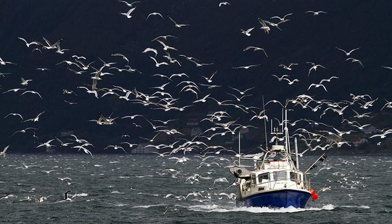 Arter i kalde områder er spesielt sårbare Arter som lever høyere enn skoggrensa og som trives i et kaldt klima, er spesielt sårbare for klimaendringer.