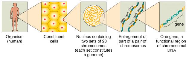 Genetisk undersøkelse Hos mennesket har vi DNA i cellekjerna (og i