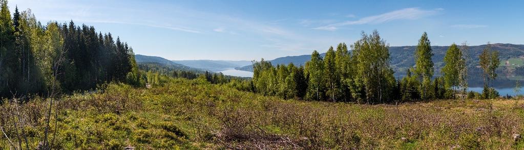 Store deler av området var hugget for noen år siden. Det hadde vokst opp tett krattskog som var litt over 2 meter høy i dette området. Her var det vanskelig å få oversikt over området.