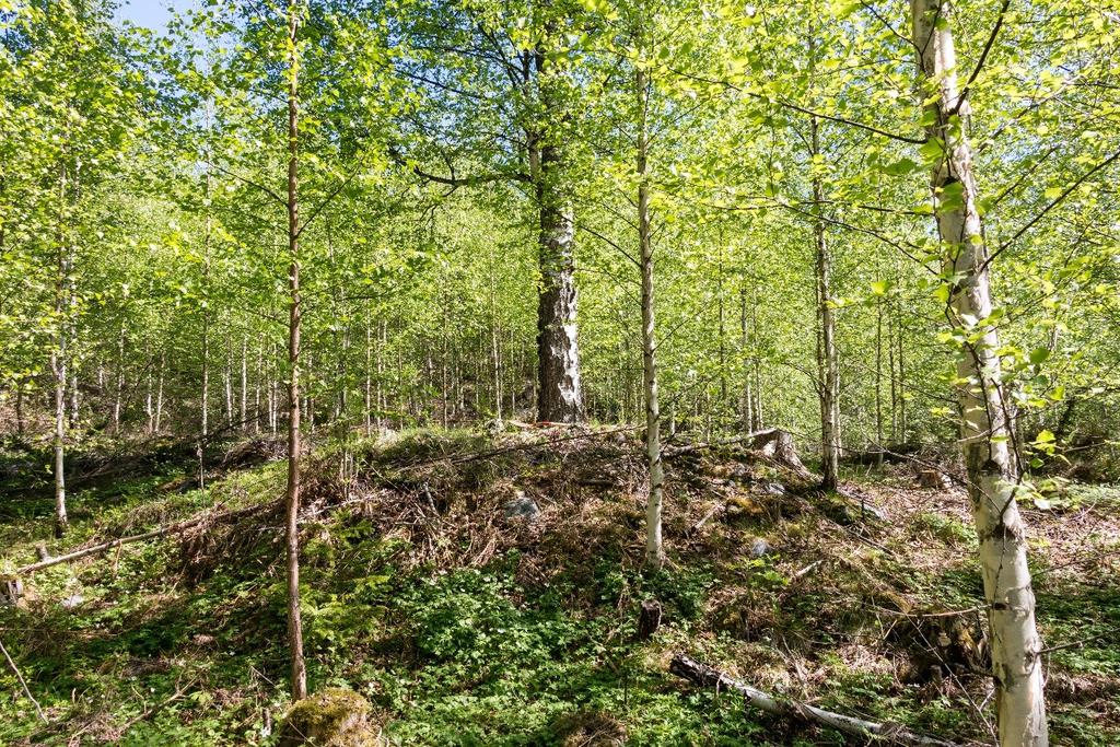 Figur 5 Mulig gravrøys id 240106-1 (R10) sett mot nord-øst. Foto: 15.5.2018, U.T.Grøtberg. Rydningsrøys id240106-2 (R11) Oval, overgrodd og litt rotete røys.