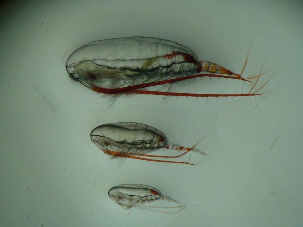 Dyreplankton Øverst: den store arktiske dypvannsarten Calanus hyperboreus (øverst), også kalt feitåte Midten: «mellomstore» arktiske sokkelarten Calanus glacialis (ishavsåte) Nederst: den mindre