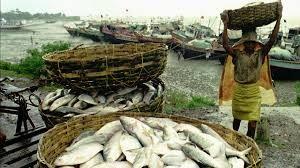 Hilsa breeding in West Bengal, India Hilsa is important culturally, commercially and for nutrition.