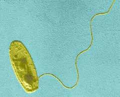 18 Legionella «Bade- og svømmeanlegg omfattet av forskriften her skal være utformet og drives slik at man unngår spredning av Legionella.