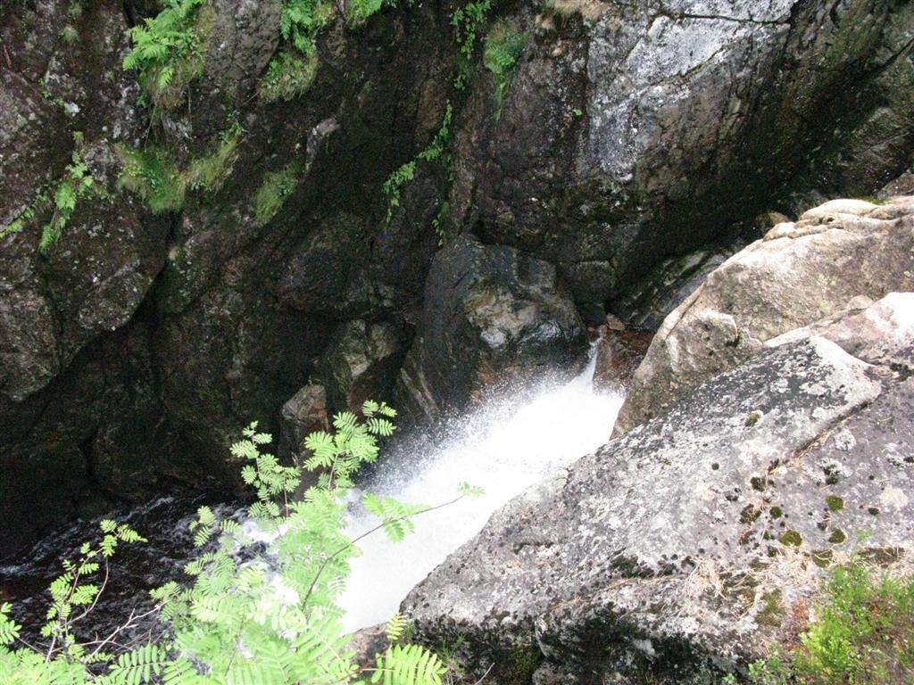 Lønnve Skogen i nedkant av slukten er