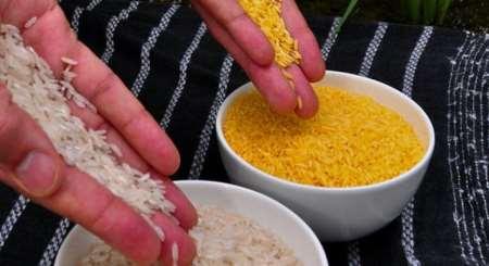Golden rice Ingen rissorter produser