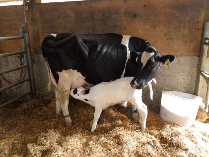 methods for keeping dairy calves that allow mother-infant contact without negative