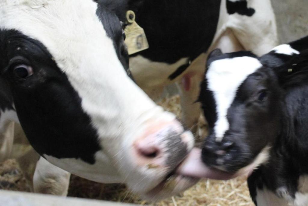 Affiliative atferder positive følelser Ku og kalv sammen-> milkjøberikelse? Foto: Julie Føske johnsen Mandel et al.