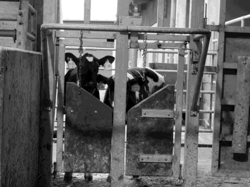 Ku og kalv har regulert tilgang og ikke fri diing Melkekvote Fleksibilitet! Foto: Kerstin Barth Roth, B.A., et al.