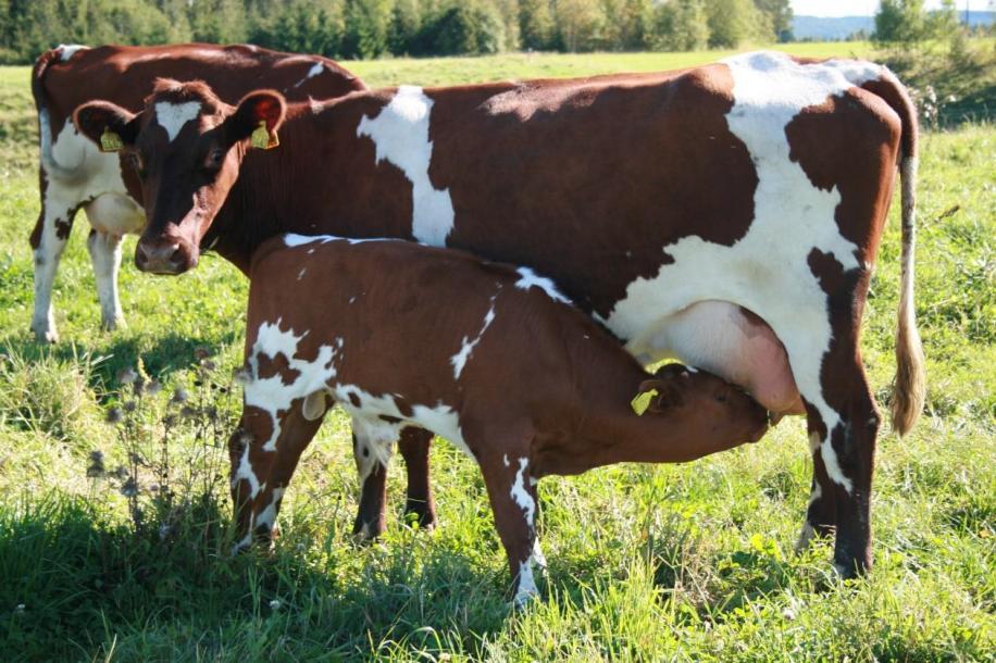 Fordeler ved en høy tilvekst under melkefôringsperioden Innkalvingsalder Melkeytelse Reproduksjon (okse) Kalvevelferd-forhindre sultfølelse Fo