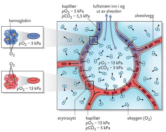 Gassutveksling mellom alveole og blod O2 og CO2 diffunderer fra høyt trykk til lavt trykk Høyere po2 i alveoleluften enn i kapillæret som fører til