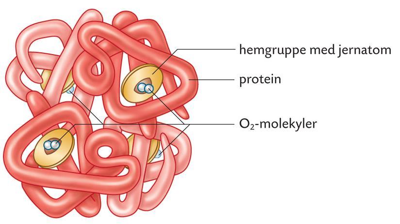 po2avgjør hvor mange O2-molekyler som bindes til hvert hemoglobinmolekyl Høy po2 hemoglobin er «mettet» Ved normal alveolær