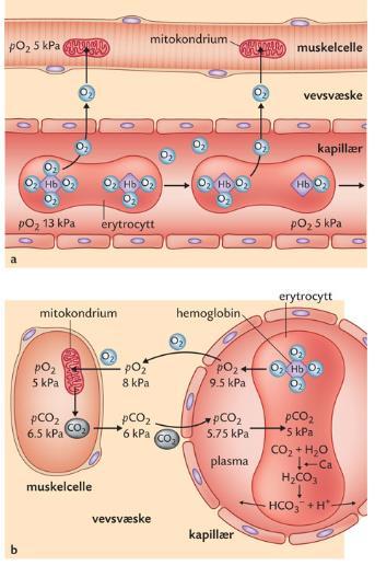 Gassutveksling mellom blod og celle Høyere po2 i kapillærene enn for eksempel muskelcellene. Netto diffusjon av O2 fra blod til vev.