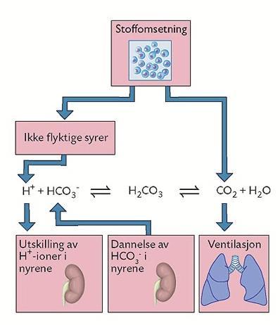 Nyrene bruker noen timer på å regulere ph Syre - base regulering Nyrene påvirker ph i blodet ved å variere sekresjonen av H+ og ved å produsere HCO3- (etter behov) Ved acidose så vil nyrenes