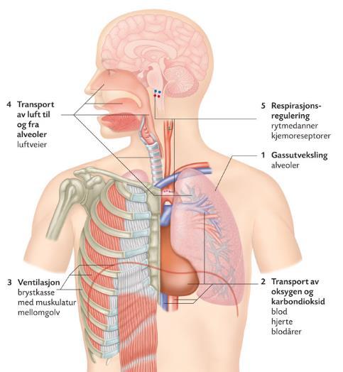 Lungenes fysiologi Oppgaver Tilføre oksygen til blodet Fjerne CO 2 frå blodet Regulere ph Dette forutsetter