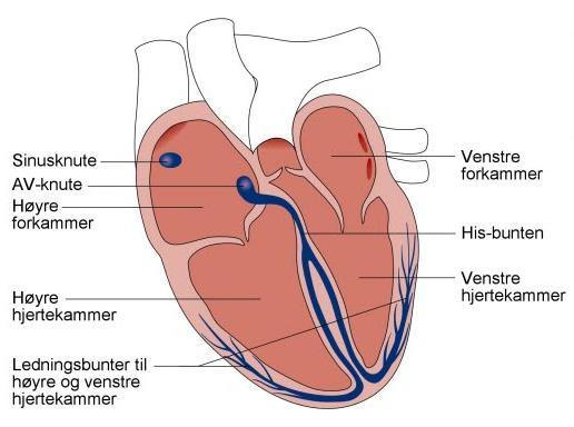 Hjertets elektriske ledningssystem Åpne celleforbindelser -elektriske signaler kan vandre fra celle til celle Eget ledningssystem Signal starter i sinusknuten går fra celle til celle i atriene.
