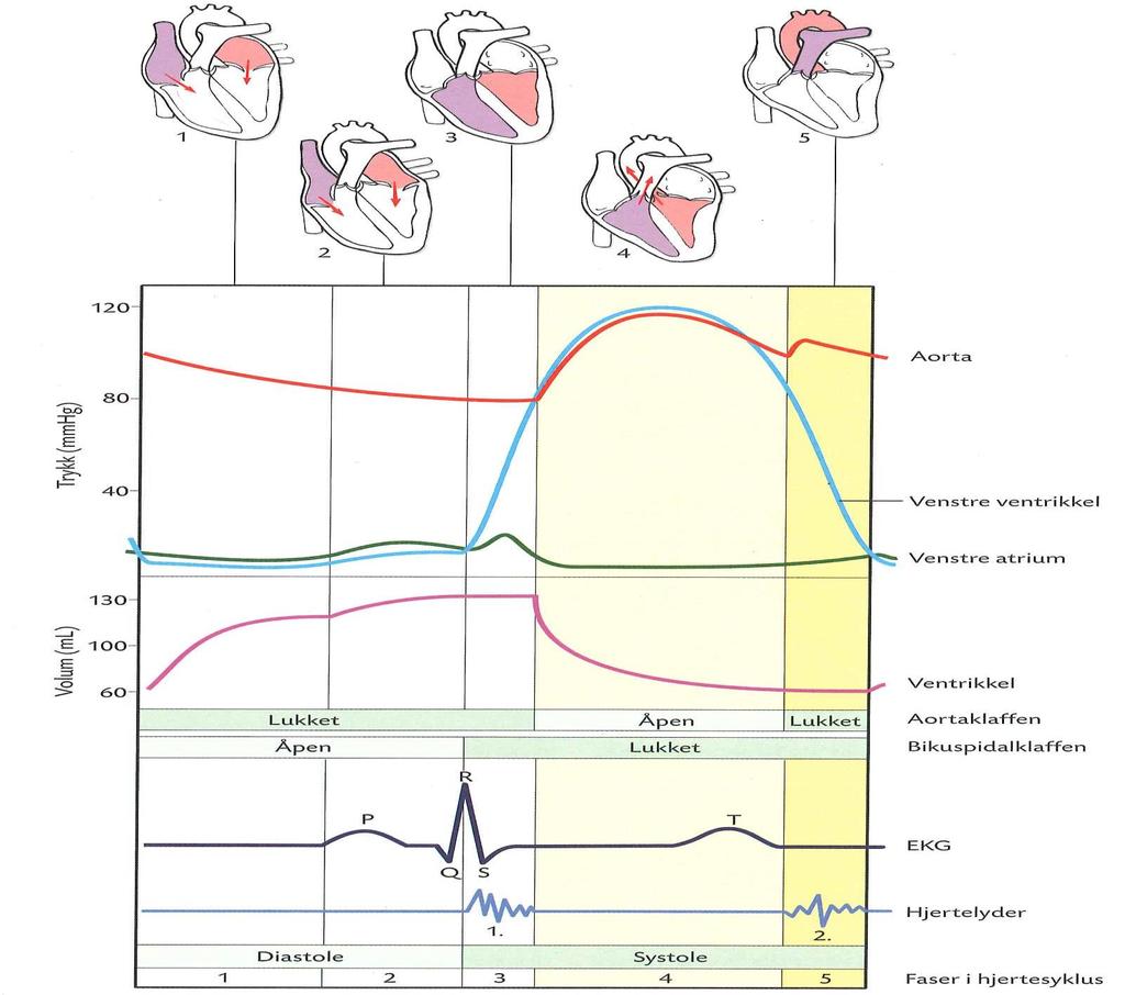 Hva skjer i hjertets ulike faser?