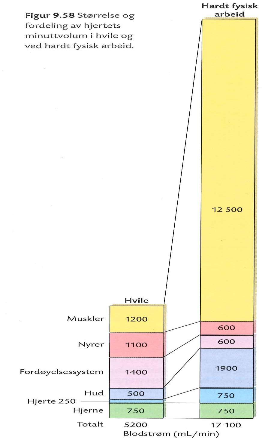 Størrelse og fordeling av hjertes minuttvolum i hvile
