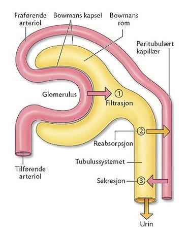 Hvordan arbeider nyren? 1. Filtrasjon av store mengder blodvæske -fra glomerulus til tubulussystemet Efferent arteriole ca 180 liter filtrat eller «preurin» per døgn Nyrene mottar 20-25% av MV 2.