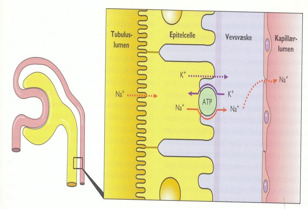 Reabsorpsjon 70% av Na + tas tilbake til blodbanen i proksimale tubulus ved aktiv transport. H 2 O følger med ved osmose.