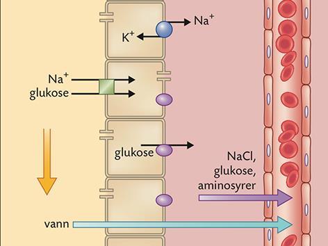 Reabsorpsjon av glukose Glukosetransporten er koplet til Na+transporten.