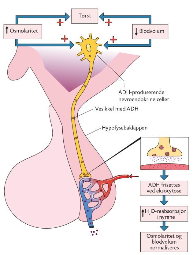 Reabsorpsjon Vannutskillelsen reguleres i samlerørene. Høy osmolalitet i blod registreres i hypothalamus, og ADH (Anti Diuretisk Hormon) skilles ut fra hypofysen.