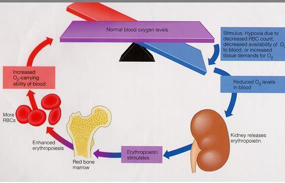 Nyrenes endokrine funksjoner ERYTROPOIETIN - EPO Økt evne til å transportere oksygen i blodet Normalt nivå av O 2 i blodet Stimulus: Hypoksi på grunn av for lite røde blodlegemer, for lite oksygen
