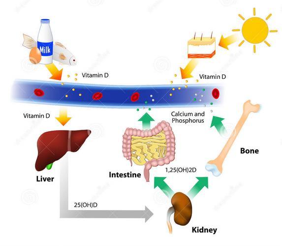 Nyrenes endokrine funksjoner KALSITRIOL Nyrene er sentrale i omdanning av vitamin D til sin aktive form Kalsidiol Kalsitriol Dette har betydning for kalsiuminnholdet i blodet Leveren og