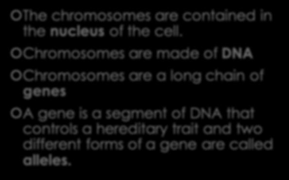 Genes and Chromosomes The chromosomes are contained in the