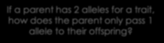 If a parent has 2 alleles for a trait, how does the parent only
