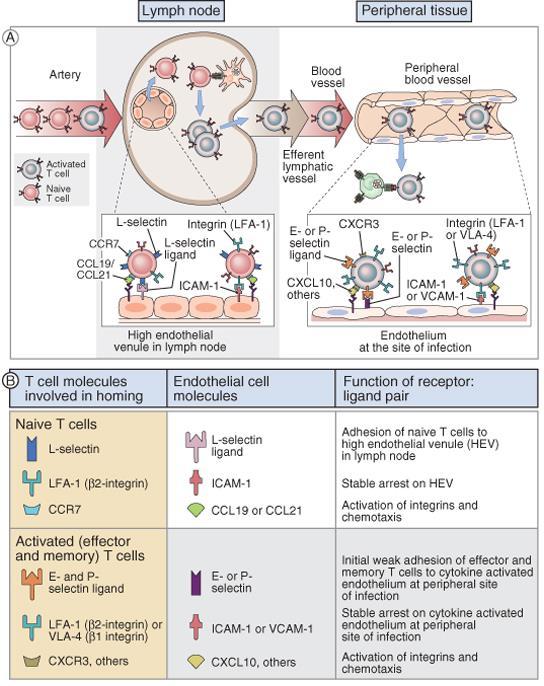 Hvor virker effektor lymfocytter? 1. I sekundære lymfoide strukturer: CD4 T celler gir hjelp til B og andre T celler 2. I perifert vev (CD4 og CD8 T celler).