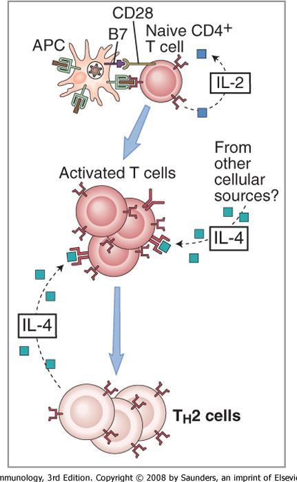 5. Th2 celler CD4-positive. Utvikles under innflytelse av IL-4.