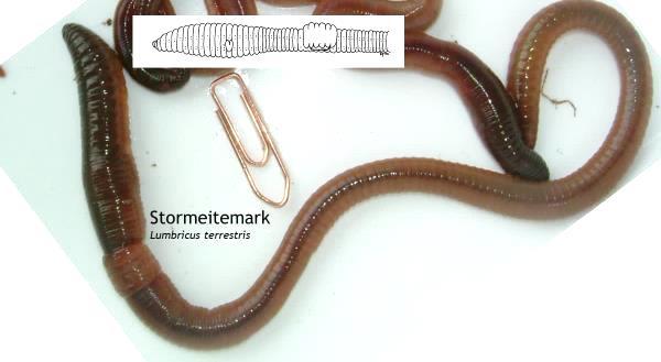 Mørke arter - røde eller rødbrune på deler av ryggsiden eller hele. A. Mørkfarget i hodeenden og lysere bakover på halen Stormeitemark er lang, fra 5-30 cm.