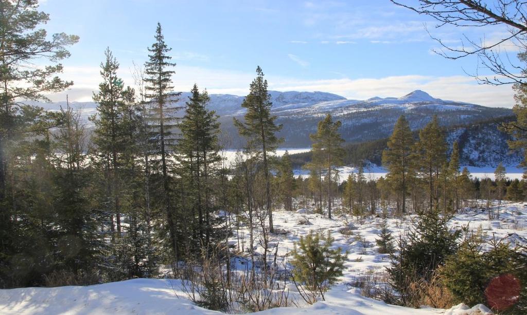 4.3 Landskap, geologi og vegetasjon I følge Norsk institutt for bioøkonomi (NIBIO) er planområdet en del av landskapsregionen «Fjellskogen i Sør-Norge» hvor vegetasjonen i hovedsak er furu, med
